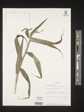 Flagellaria guineensis image