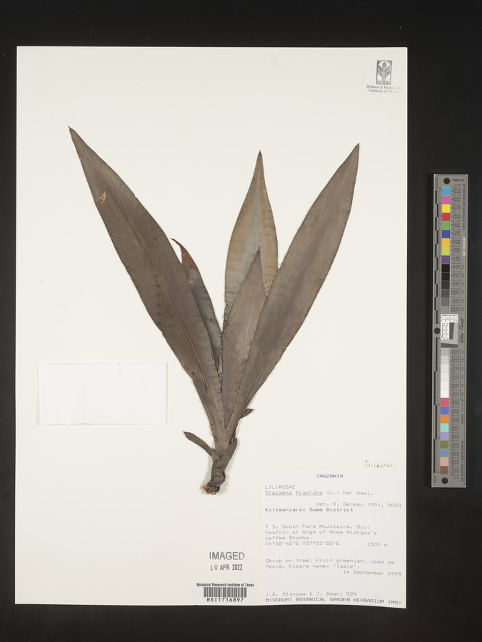 Dracaena fragrans image