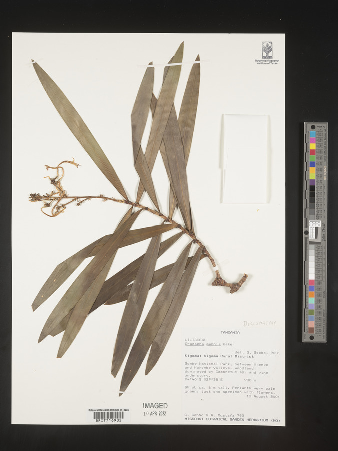 Dracaena mannii image