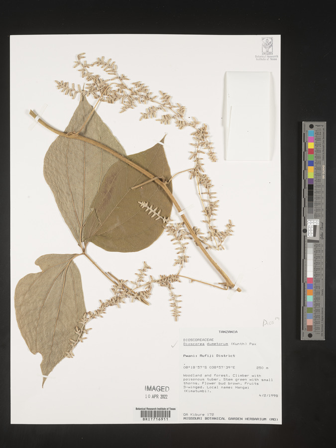 Dioscorea dumetorum image