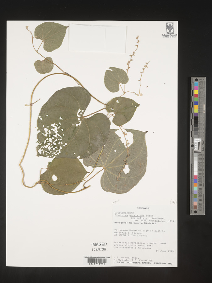 Dioscorea hirtiflora subsp. pedicellata image