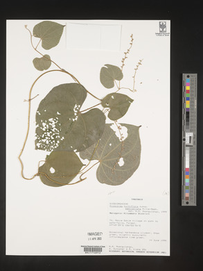 Dioscorea hirtiflora image