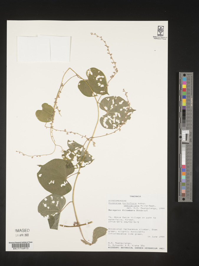 Dioscorea hirtiflora image