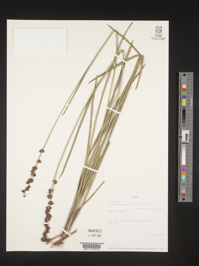 Scleria distans var. distans image