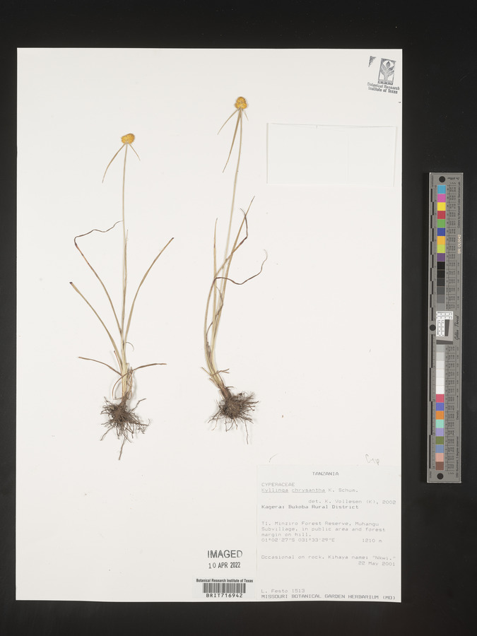 Kyllinga chrysantha image