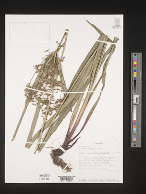 Cyperus renschii image