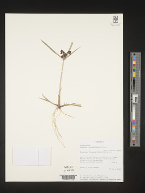 Cyperus rigidellus image