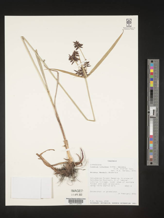 Cyperus rotundus subsp. merkeri image