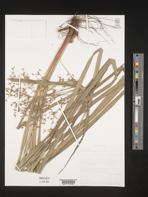 Cyperus xerophilus image
