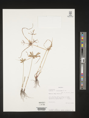 Cyperus unioloides image