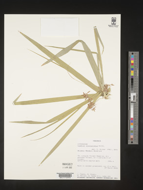 Cyperus involucratus image