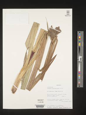 Cyperus alternifolius subsp. flabelliformis image