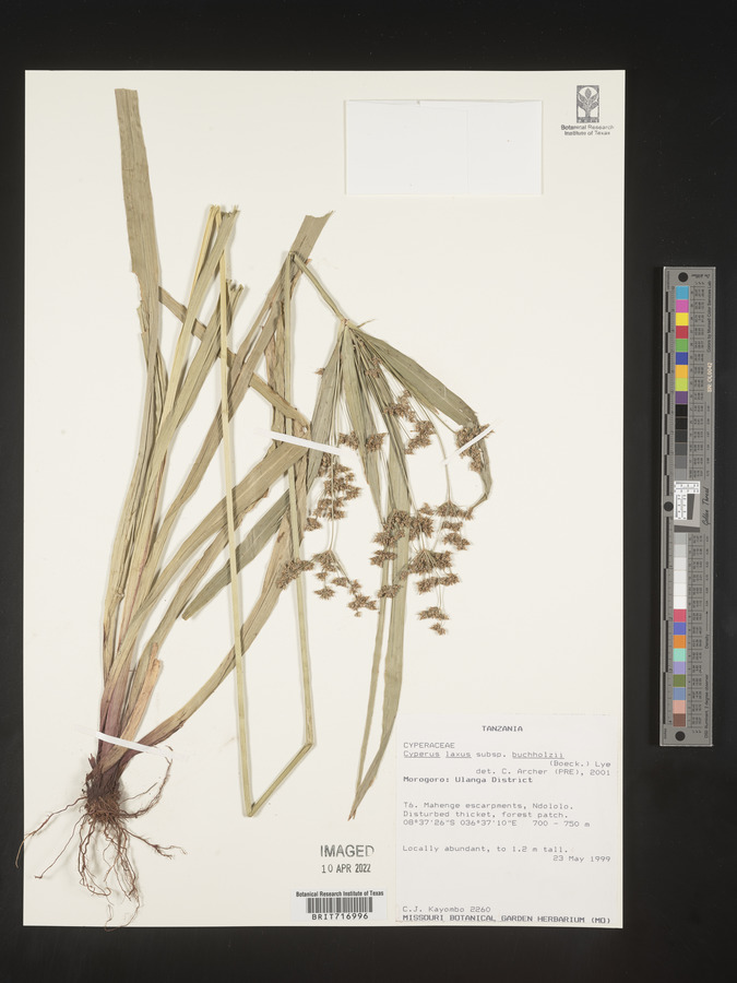 Cyperus laxus subsp. buchholzii image