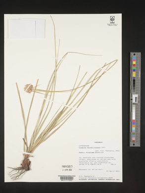 Cyperus margaritaceus image
