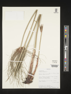 Cyperus papyrus image