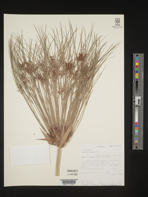 Cyperus papyrus image