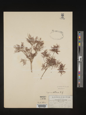 Cyperus distans image