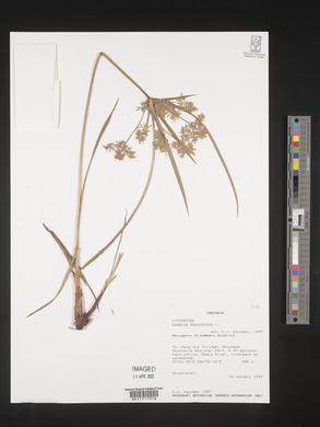 Cyperus esculentus image