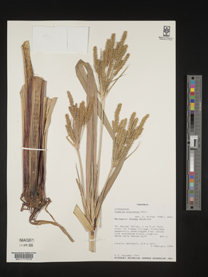 Cyperus exaltatus image