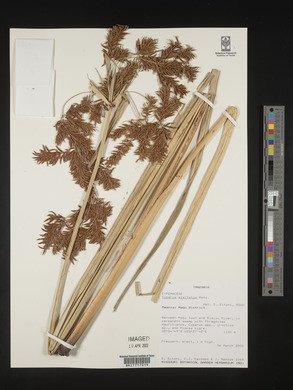 Cyperus exaltatus image
