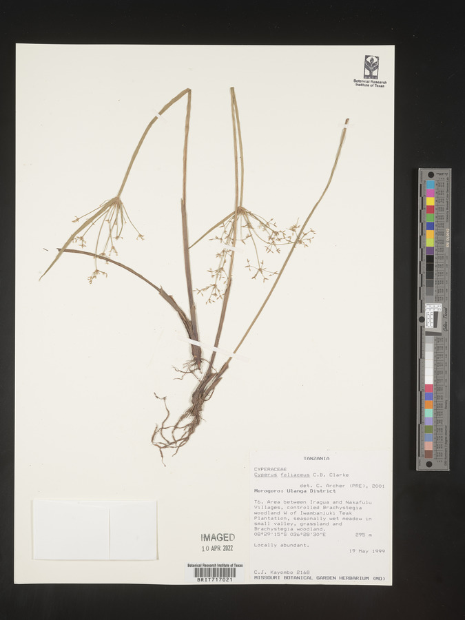 Cyperus foliaceus image