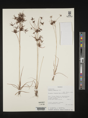 Cyperus amabilis image