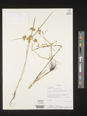 Image of Cyperus assimilis