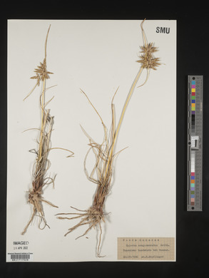 Cyperus conglomeratus image