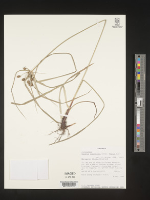 Mariscus sumatrensis image