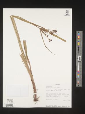 Cyperus derreilema image