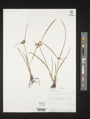 Cyperus difformis image