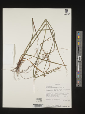 Carex chlorosaccus image