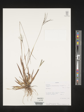 Digitaria thouarsiana image