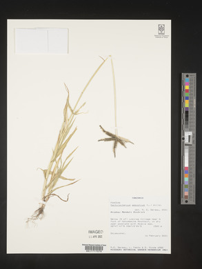 Dactyloctenium aegyptium image