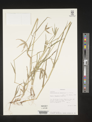 Dactyloctenium aegyptium image
