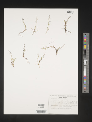 Coelachne africana image