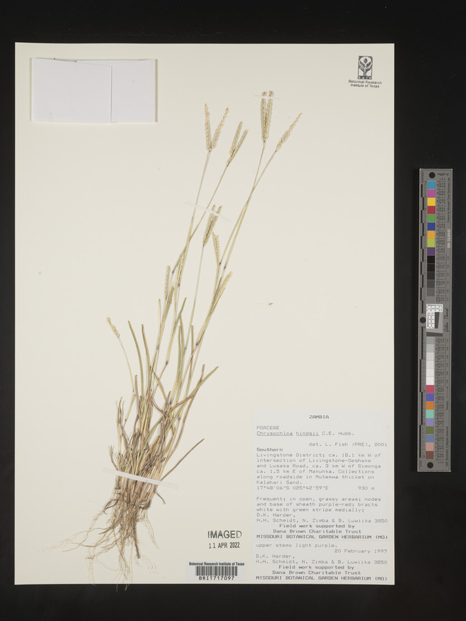 Chrysochloa image