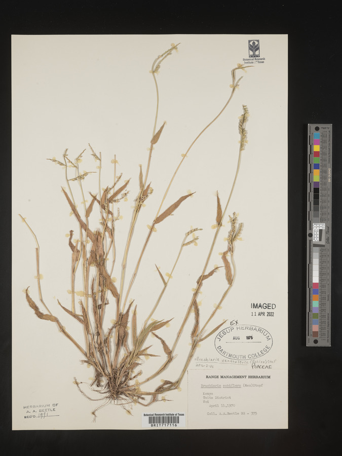 Urochloa xantholeuca image