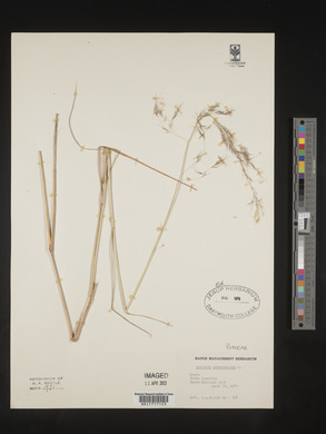 Aristida adscensionis image