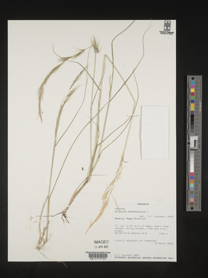 Aristida adscensionis image