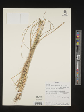 Aristida adoensis image