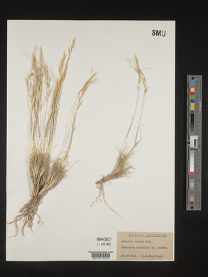 Aristida obtusa image