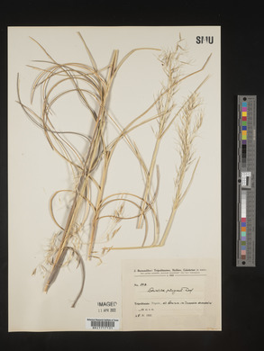 Aristida pungens image