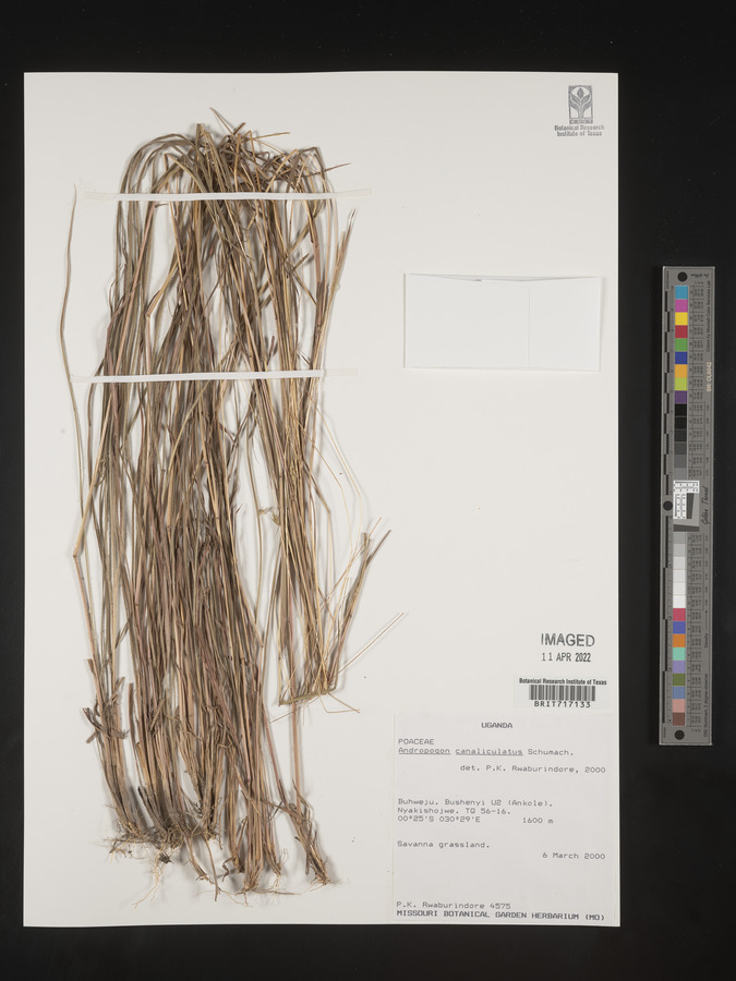 Andropogon canaliculatus image