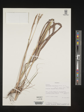 Andropogon schirensis image