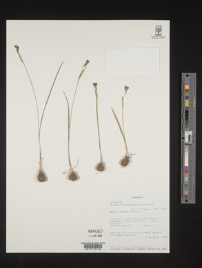 Media resource of Moraea afro-orientalis
