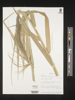 Phragmites australis image