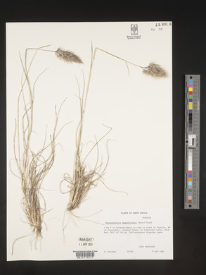 Pentaschistis angustifolia image