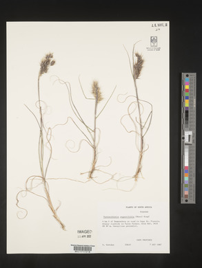 Pentaschistis angustifolia image