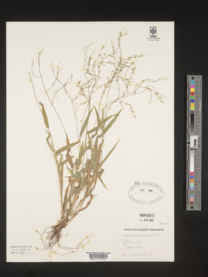 Panicum atrosanguineum image